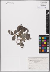 Foto von Salix aurita L.